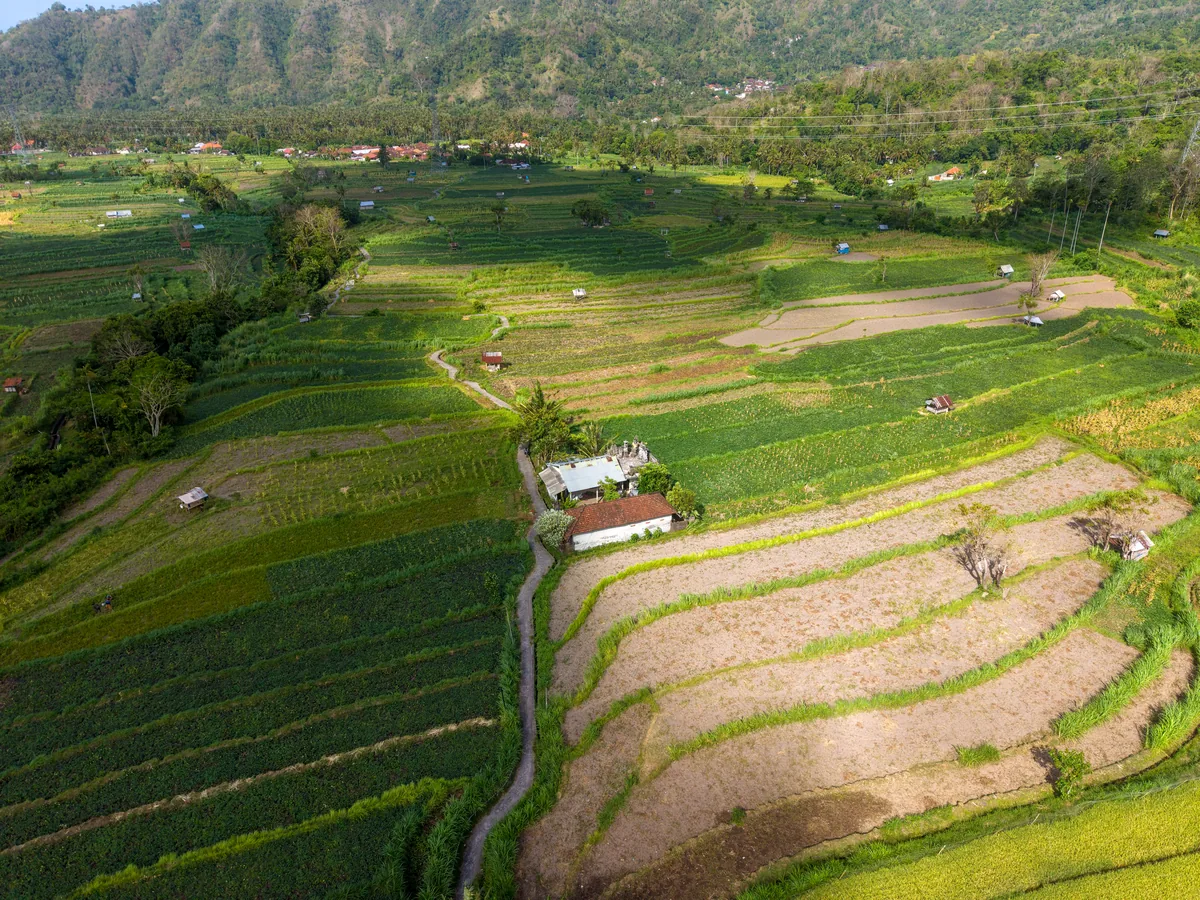 Bali terraced rice fields from above