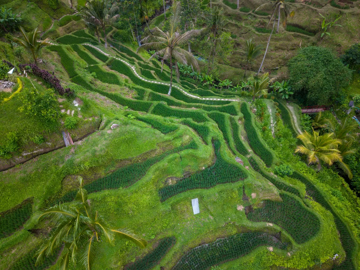 Bali rice terraces from above