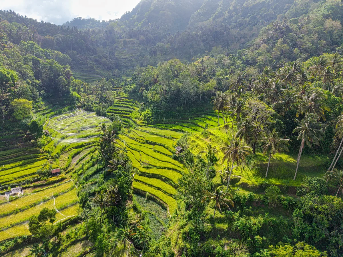 Bali rice terraces in morning light