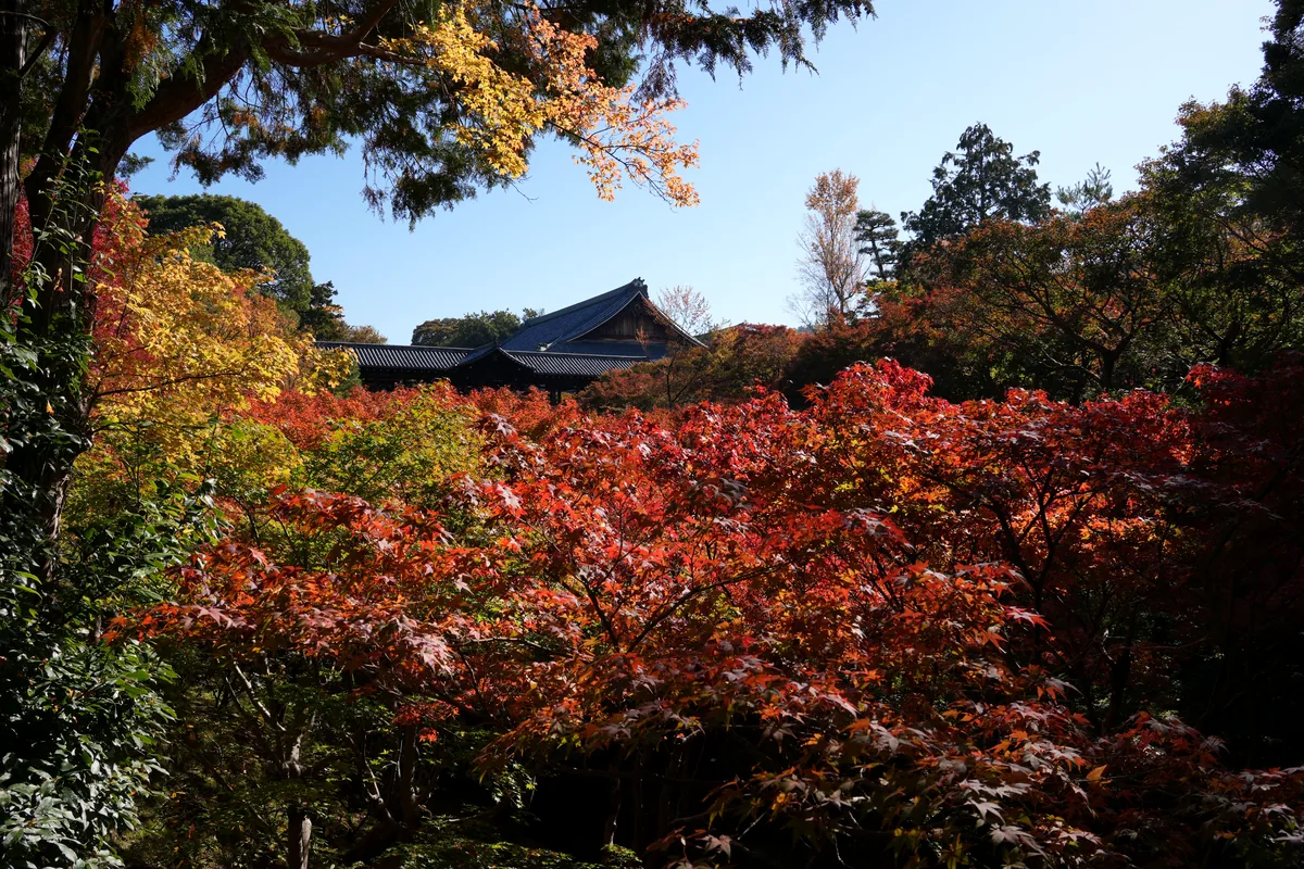 Autumn foliage at Tofuku-ji Temple, Kyoto