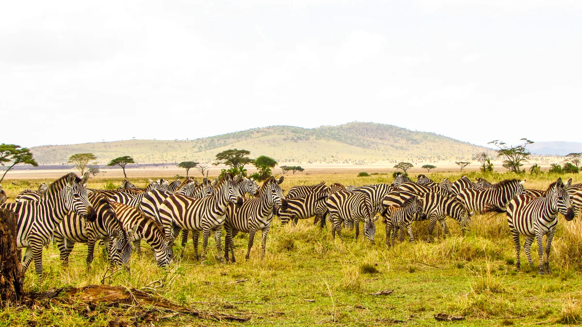 A dazzle of zebras in Serengeti National Park