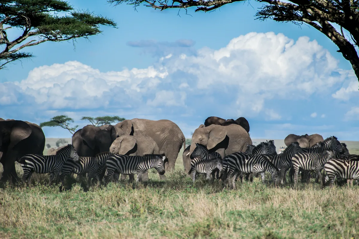 Zebras and elephants on grassland in the Serengeti