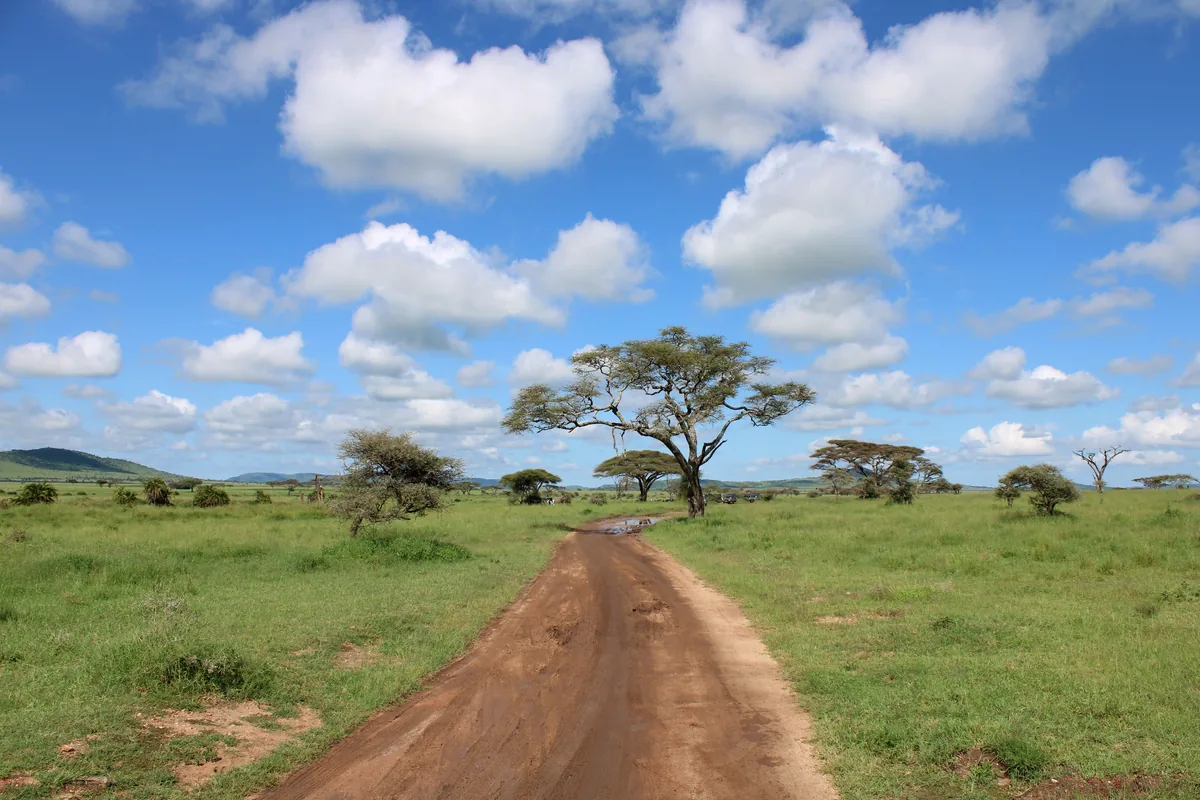 A dirt road through the Serengeti